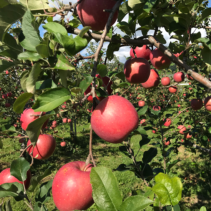 無農薬のリンゴに挑戦 | 自然栽培の専門店「ハミングバード