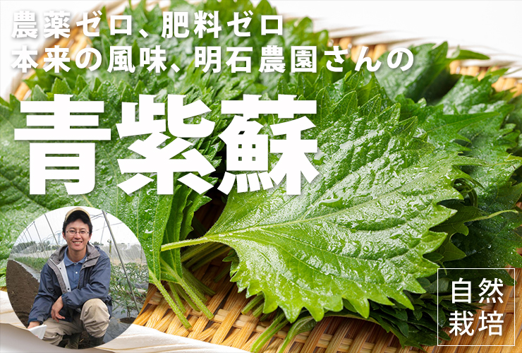 青紫蘇