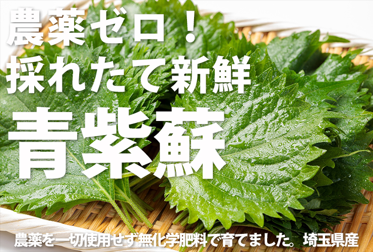 青紫蘇