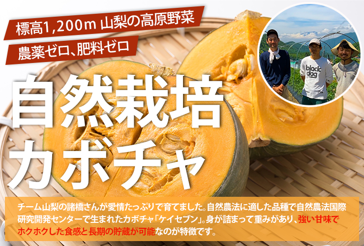 カボチャ
