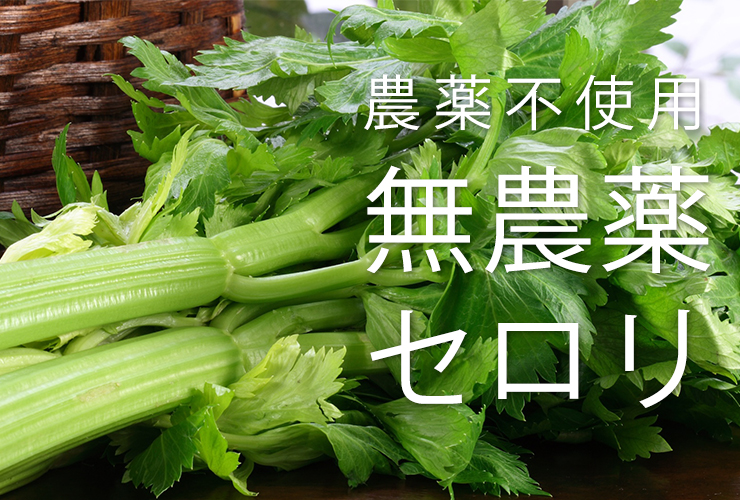 セロリ