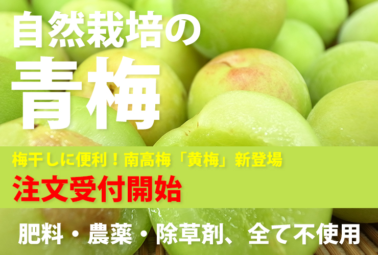 自然栽培の青梅