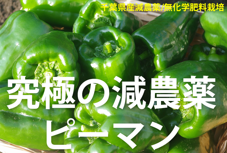 減農薬ピーマン