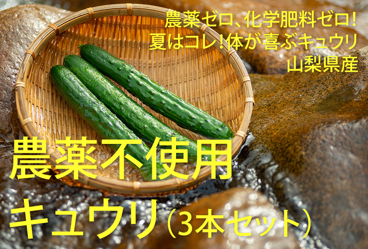 キュウリ