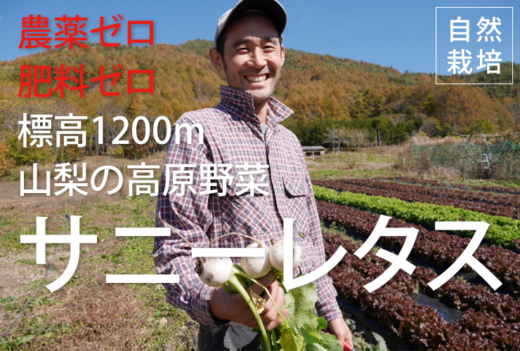 サニーレタス