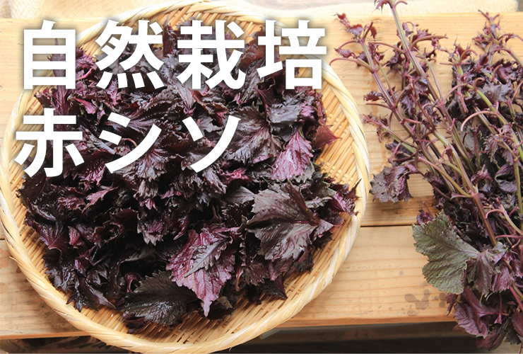 赤シソ