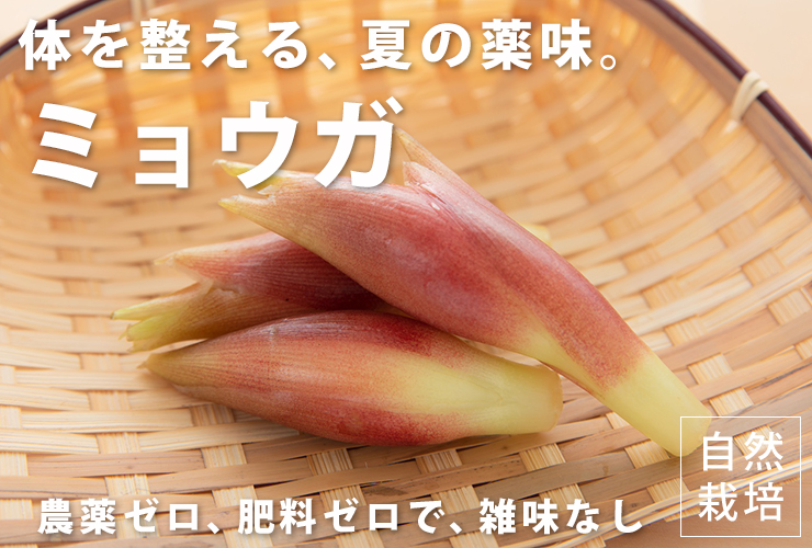 ミョウガ