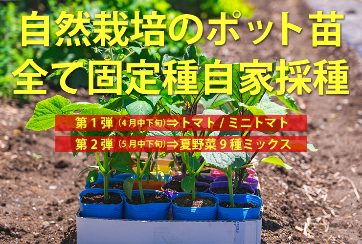 自然栽培のポット苗