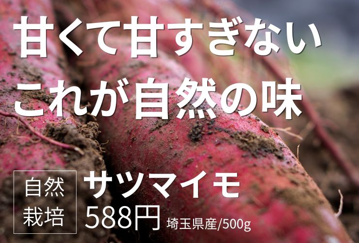自然栽培のサツマイモ