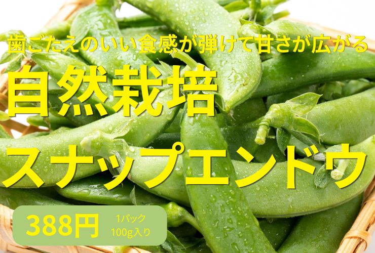 自然栽培のスナップえんどう
