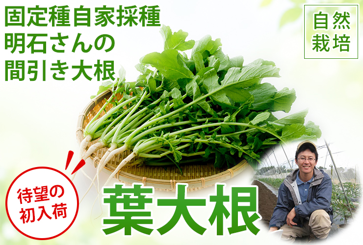 葉大根