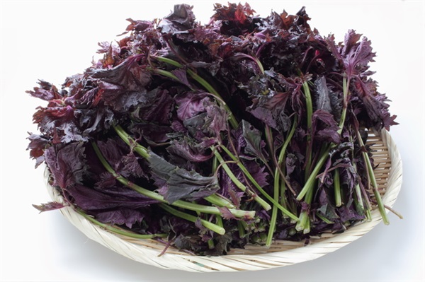 農薬ゼロ、肥料ゼロ、自然栽培「赤シソ」 【1パック風袋込みで350g程度(葉の部分は約200g)】※クール便（出荷期間7/15-7/18）