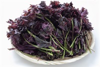 農薬ゼロ、肥料ゼロ、自然栽培「赤シソ」 【1パック風袋込みで350g程度(葉の部分は約200g)】※クール便（出荷期間7/15-7/18）