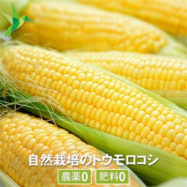 1本から1房だけ収穫の贅沢な「自然栽培トウモロコシ」【1本】農薬・肥料ゼロ、標高1200mの寒暖差、チーム山梨 ※クール便(出荷期間8/11-8/14）