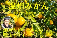 農薬ゼロ、肥料ゼロ、除草剤も使わない！瀬戸内海の生口島、トニーさんの自然栽培「温州ミカン」【1kg（10〜13玉程度）】甘味も酸味も濃厚。樹熟で収穫、採れたて出荷、出荷期限11/26