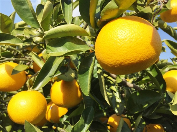 農薬0ゼロ!肥料0ゼロ!名人渋谷さんの愛情たっぷり自然栽培ハッサク【2kg】 埼玉県産 ※常温発送可（出荷期間1/20-1/23）