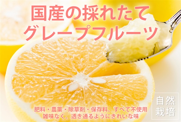 農薬ゼロ、肥料ゼロ、自然栽培のグレープフルーツ【約2kg/1玉約500g×4玉】常温発送可/熊本県産 