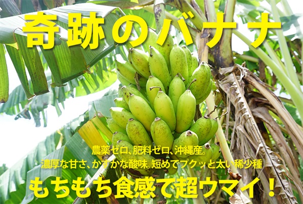 今日だけお試し半額！1588円→788円！農薬ゼロ、肥料ゼロ、沖縄県産の稀少品種、自然栽培「銀バナナ」【良品4本入り】※1本あたり100g〜150g程度　クール便（出荷期間8/28-8/29）
