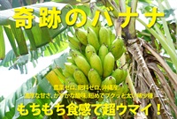 奇跡のバナナ、農薬ゼロ、肥料ゼロ、沖縄県産の稀少品種「銀バナナ」【良品4本入り】もっちり食感がクセになる※1本あたり100g〜150g程度※お一人様1点まで