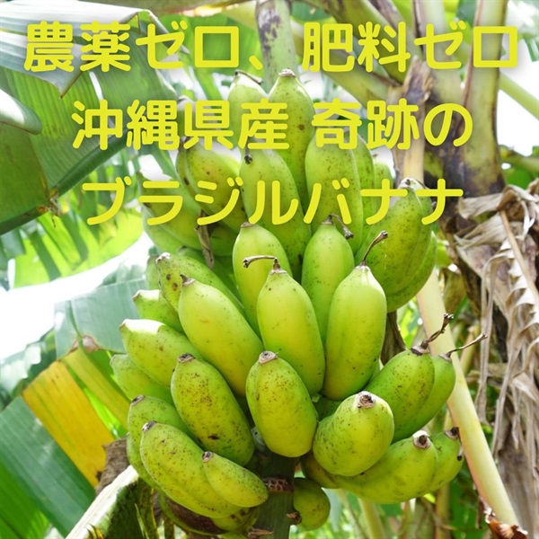 奇跡のバナナ、農薬ゼロ、肥料ゼロ、沖縄県産の稀少品種「ブラジルバナナ」【良品4本入り】クセの無い爽やかな甘さと酸味 ※1本あたり100g〜150g程度 ※クール便9/16(月)・9/17(火)出荷