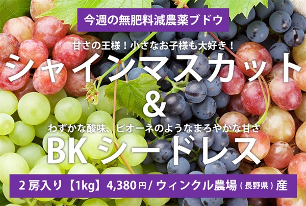 新登場！無肥料減農薬の自然派ブドウ「シャインマスカット＆BKシードレス」【1kg/2房】長野県産/ウィンクル農場/クール便 9/23-9/25限定出荷