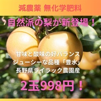 長野県産の自然派、甘味と酸味、ジューシーな「梨（和梨/南水）」【2玉】減農薬無化学肥料/ライラック農園産 