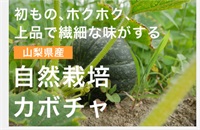 標高1200mの寒暖差、おいしい山梨の高原野菜、自然栽培カボチャ【1玉/約1.5kg-2kg】農薬0ゼロ！肥料0ゼロ！※常温発送可