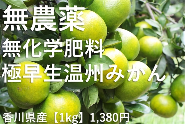 酸味も楽しめる！しっかりキレのある甘さ！極早生温州みかん【1kg/10玉程度】香川県産 無農薬無化学肥料 数量限定 常温発送可