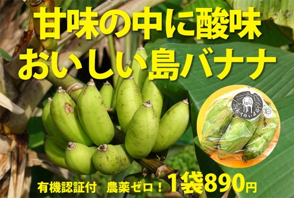 無農薬「島バナナ」【1袋（3本程度）】沖縄県産　有機JAS認証付き ※常温発送（出荷期限11/1まで）