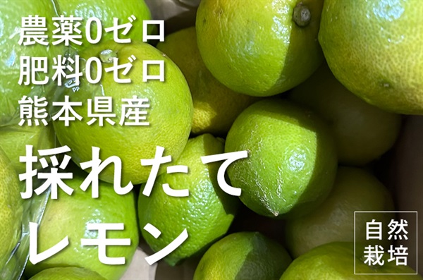 自然栽培「レモン」【1kg(4-5玉平均)】農薬ゼロ、肥料ゼロ、熊本県産他 (1/6出荷開始）