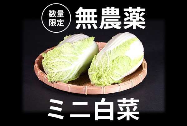 無農薬「ミニ白菜」【1玉（300g-500g）】長崎県産 (出荷期間2/4-2/7)