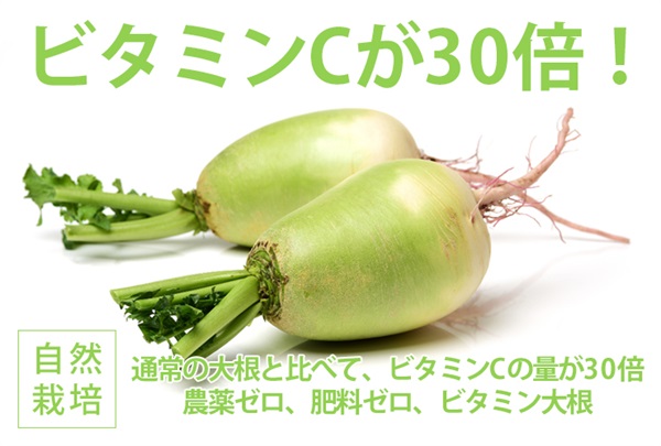 農薬ゼロ、肥料ゼロ、自然栽培固定種「ビタミン大根」【1パック（1-2本）】(出荷期限3/25-3/28）