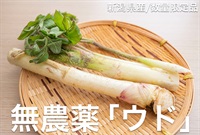 無農薬（農薬不使用）のうど【1パック200g（2-3本平均）】新潟県産 クール便（出荷期間4/8-4/11）