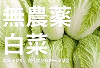無農薬（農薬不使用）無化学肥料の白菜（やわらかくて食べやすいベビー白菜）【1個250g以上】千葉県産（出荷期間4/29-5/2）※クール便