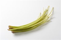 山の香り！日本原産天然「野ぶき」【100g（５本程度）高知県産　クール便（出荷期間4/22-4/25）