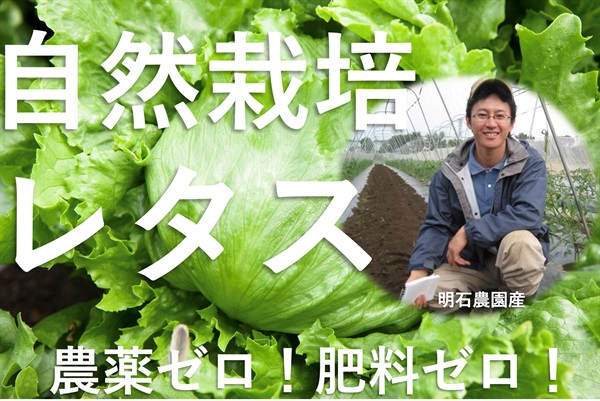 数量限定！農薬ゼロ、肥料ゼロ、自然栽培の「リーフレタス」【一株150g以上】名人、明石さんの逸品/埼玉県産　クール便（出荷期間5/20-5/23）