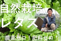 数量限定！農薬ゼロ、肥料ゼロ、自然栽培の「リーフレタス」【一株150g以上】名人、明石さんの逸品/埼玉県産　クール便（出荷期間5/20-5/23）