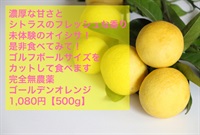 農薬ゼロ！無農薬ゴールデンオレンジ（黄金柑）【500g】見た目から想像できない華やかな香り！瑞々しくて濃厚な甘さ 4分割にカットして風味もお楽しみください（出荷期間5/20-5/23）冷蔵庫保管推奨品