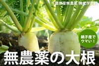 久しぶりに大根が入荷しました！農薬ゼロ！無農薬の大根【1本】千葉県銚子産（出荷期間5/20-5/23）葉はカットしてお送りします