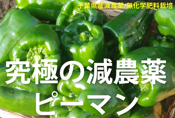 究極の減農薬、千葉県産ピーマン【1パック150g】自然な環境で育った果肉のおいしいピーマンを堪能ください/クール便（出荷期間5/13-5/16）