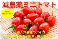 農薬7割減、無化学肥料のミニトマト、人気の「アイコ」【1パック200g】クール便（出荷期間5/20-5/23）長崎県産