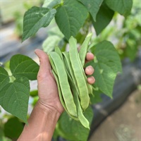今季豊作でお買い得価格！自然栽培の平さやインゲン【1パック100g】農薬ゼロ、肥料ゼロ！熊本県産 ※クール便（出荷期間5/20-5/23）