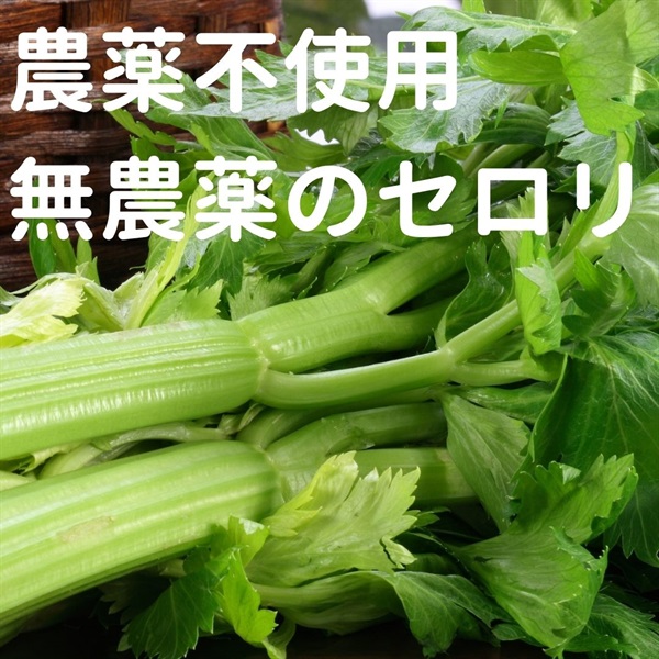 農薬不使用（無農薬）「セロリ」【500g（大変生育良く通常の2.5-3倍くらいある大きいサイズです！）】無化学肥料、栃木県産 クール便（出荷期間6/3-6/6）