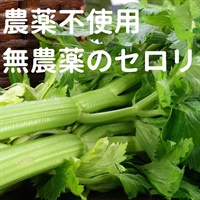 農薬不使用（無農薬）「セロリ」【500g（大変生育良く通常の2.5-3倍くらいある大きいサイズです！）】無化学肥料、栃木県産 クール便（出荷期間6/3-6/6）