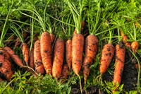 農薬不使用（無農薬）旬の「春ニンジン」【1kg】無化学肥料、長崎県産　土付き、常温発送可（出荷期間6/3-6/6）