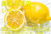 最需要期に収穫される国産の稀少なプレミアレモン！農薬不使用、無化学肥料「レモン」【1kg】広島県産、クール便（出荷期間7/1-7/4）