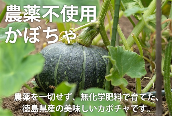 農薬ゼロ、無化学肥料の「カボチャ」【1玉/1.5-2.0kg程度】徳島県産、出荷期間7/8-7/11