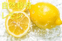 最需要期に収穫される国産の稀少なプレミアレモン！農薬ゼロ、肥料ゼロ、「自然栽培のレモン」【1kg】広島県産、クール便（出荷期間7/8-7/11）