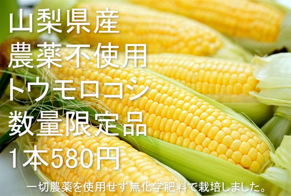 農薬不使用「トウモロコシ」【1本】山梨県産/無化学肥料　クール便（出荷期間7/22-7/25）