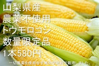 農薬不使用「トウモロコシ」【1本】山梨県産/無化学肥料　クール便（出荷期間7/22-7/25）